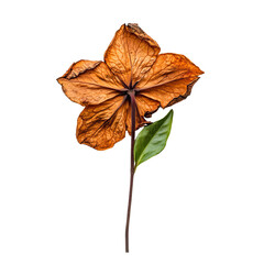 A beautifully dried flower, showcasing rich textures and vibrant colors, perfect for nature-inspired designs.