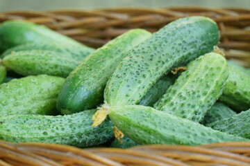 Freshly picked young cucumbers in a wicker basket