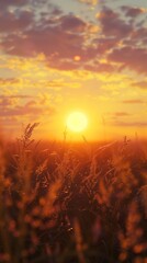 Fototapeta premium Beauty sunset in meadow with grass farm with sun light orange horizon sky story background