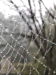 Spider web covered in dewdrops against a blurred natural background