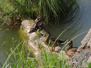 Ducks on the lake, nature