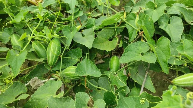 "Thriving Vines: The Pointed Gourd Plant in Full Growth"