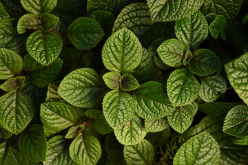 green leaves as background of the photo above, concept of sustainable development, close-up texture of leaves, ekofrendli background, concept of mental health 