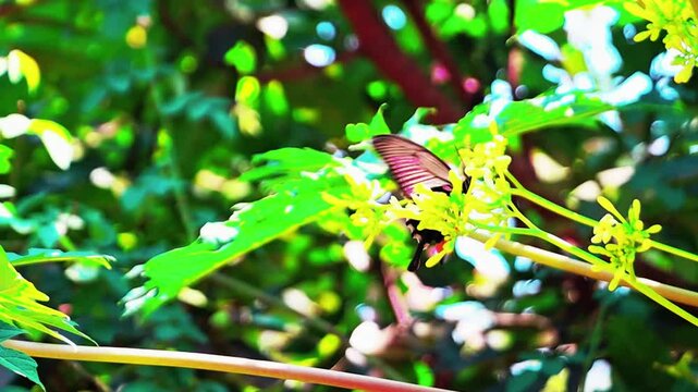 papaya fruit flowers and papilio memnon butterflies that help pollinate in summer
