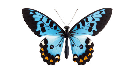 Obraz premium Vibrant blue and black butterfly with orange accents