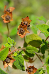 Sage-leaved rock-rose seed heads