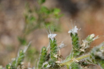 Italian bugloss flowers
