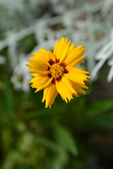 Large-flowered Tickseed flower