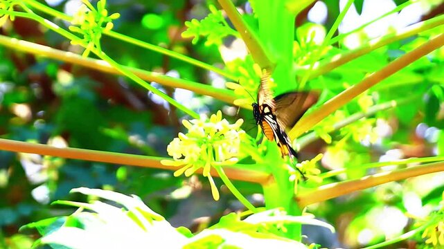 Papilio memnon and Papilio demoleus butterflies are two types of butterflies belonging to the Papilionidae family known as the pastor butterfly or Great Mormon