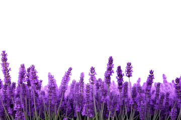 Naklejka premium PNG Lavender field backgrounds blossom flower.