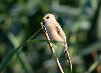 Naklejka premium Bearded reedling, Panurus biarmicus. A young male sits on a reed stalk on a riverbank
