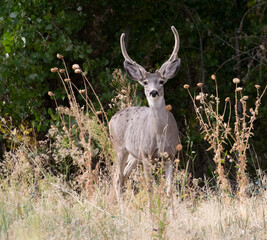 mule deer buck
