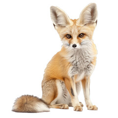 Fototapeta premium Studio portrait of a fennec fox sitting on a white background