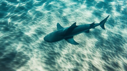 Obraz premium A hyper-realistic image of the shadow of a blue shark cast upon the sandy ocean floor as it swims gracefully above