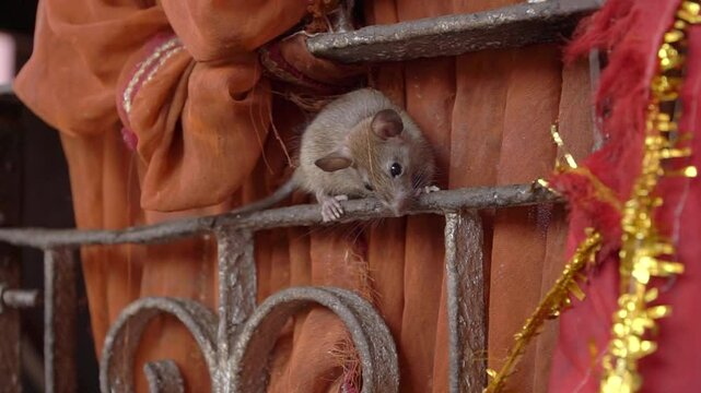 A rat sits on the fence of the Karni Mata Temple, India.Rats are considered sacred animals and roam freely, are worshiped and fed at the Karni Mata temple.