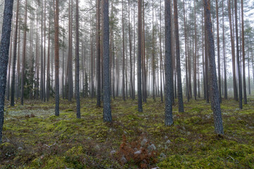 Misty summer morning, coniferous stand of  Forest at sunrise with young spruces spiders net wrapped.. black dog.