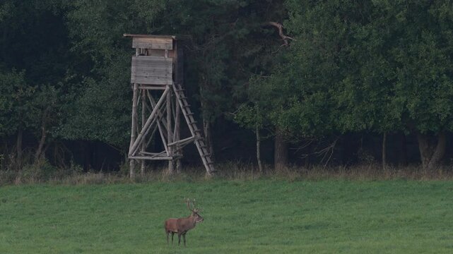 Rut season. Male and female of deer on the field with forest in the background. Red deer stag outside forest, animal lying in grass, nature habitat, Czech Republic. Deer in the habitat. 