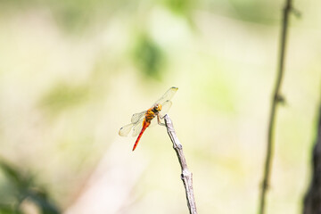 A vibrant dragonfly perched on a twig, showcasing its striking red abdomen and delicate wings, set against a blurred natural background.