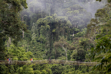  A group of people crosses a suspension bridge amid lush green jungle, surrounded by mist and...