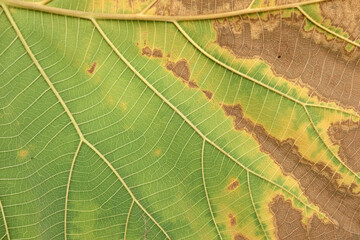 leaf texture