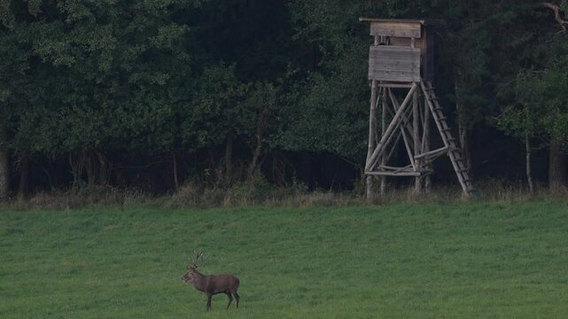 Rut season. Male and female of deer on the field with forest in the background. Red deer stag outside forest, animal lying in grass, nature habitat, Czech Republic. Deer in the habitat. 