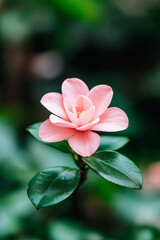 Fototapeta premium A delicate pink flower blooms amidst lush green leaves, showcasing natural beauty and serenity.