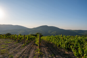 Fototapeta premium Vineyard landscape. Wine agriculture. Nature trees, mountain and blue sky. Vine grape farm.