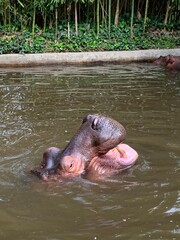 Fototapeta premium Hippopotame zoo