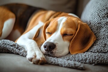 Fototapeta premium Closeup view of a beagle dog sleeping on its pillow in its dog bed