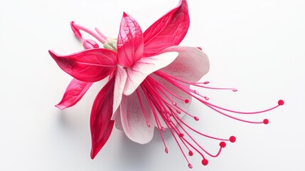 Obraz premium Delicate Fuchsia Flower 3D Render with Vibrant Colors on White Background at 45-Degree Angle