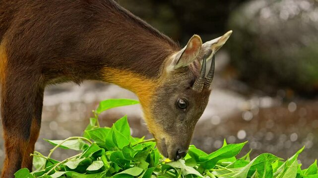 Taiwan serow eating some green leaves with sound