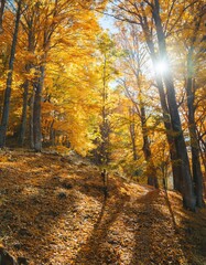 Fototapeta premium autumn in the forest