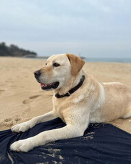 Obraz premium dog, labrador, pet, retriever, animal, puppy, canine, cute, isolated, white, golden, yellow, portrait, labrador retriever, mammal, pets, sitting, lab, purebred, domestic, breed, white background, ador