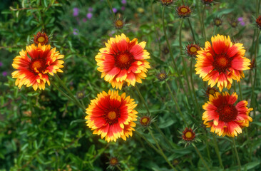 Gaillarde , gaillardia x grandifolia