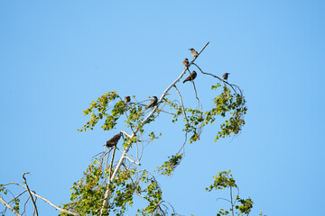 Flock of starlings on a tree at Lake Greifensee, Zurich, Switzerland in September