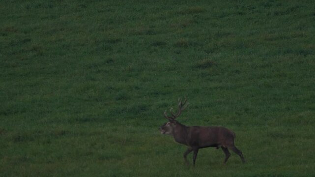 Rut season. Male and female of deer on the field with forest in the background. Red deer stag outside forest, animal lying in grass, nature habitat, Czech Republic. Deer in the habitat. 