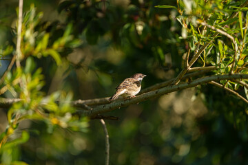 Tree Sparrow on a Branch at Lake Greifensee in September, Zurich, Switzerland