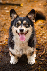 Czarno biały piesek Corgi © Lena