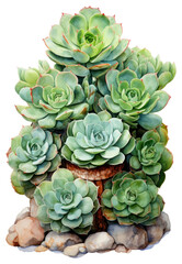 Obraz premium PNG Plant cactus green accessories.