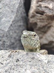 Close-up of a small lizard resting on a rock. The fauna of Madeira.
