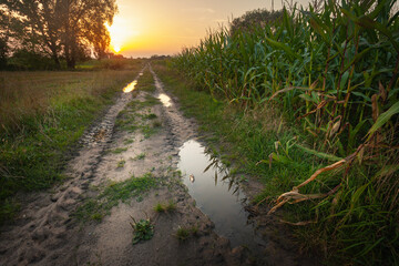Puddles on a dirt road with a corn field during sunset