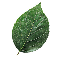 Obraz premium Single Green Leaf on Transparent Background