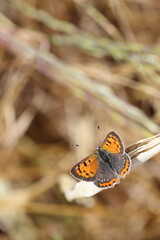upper wings of Lycaena phlaeas (small copper) 