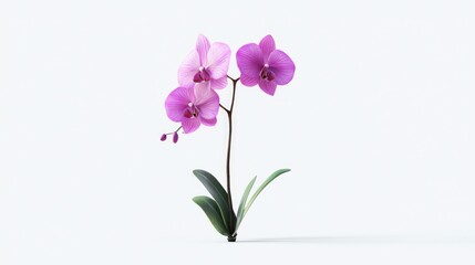Graceful 3D Render of a Purple Orchid in Full Bloom on White Background