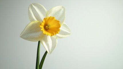 Vibrant 3D Daffodil with Delicate Petals on White Background at 45-Degree Angle