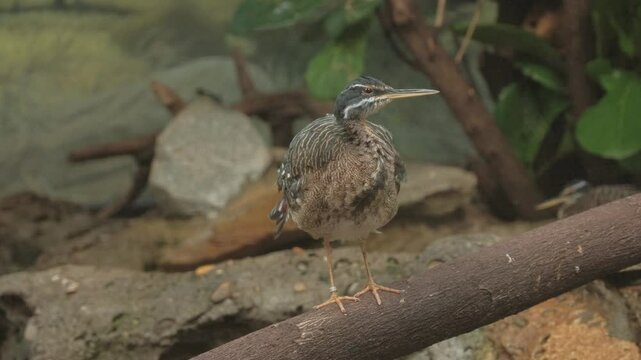 Sunbittern shakes while perched