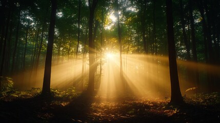 Obraz premium Sunbeams Through Misty Forest