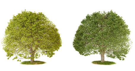 Two green trees isolated on a transparent background for compositing.