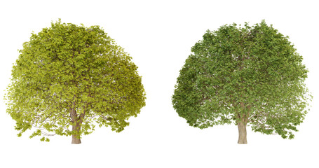 Two Trees with Different Color Foliage for Nature, Ecology, or Environmental Design