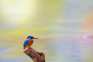 ingfishers are a family, the Alcedinidae, of small to medium-sized, brightly coloured birds in the order Coraciiformes. 